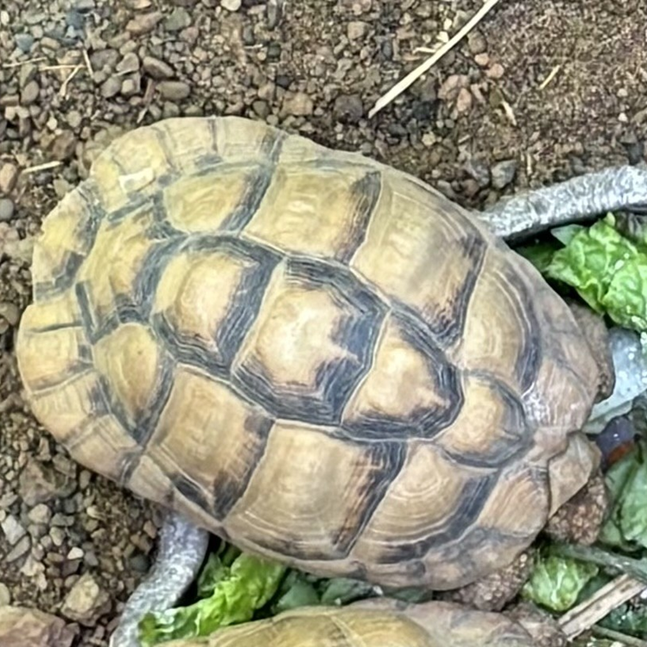 Northern Spider Tortoise